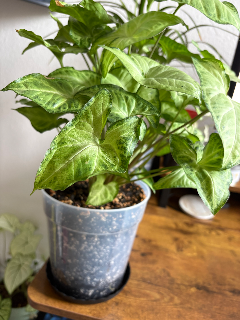 Syngonium 'White Butterfly' placed in a clear pot sitting on top of a wooden desk.