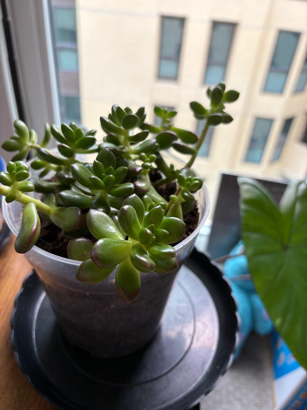 Golden Sedum.