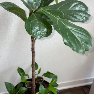 My Houseplant Collection: Every Plant I Own and How I Care for Them - Part 1