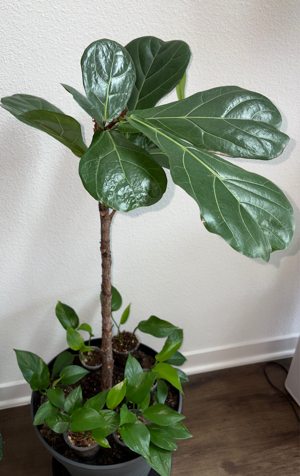 Fiddle Leaf Fig in a grey pot with Pothos growing around the bottom.