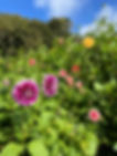 IMG_9584.jpeg