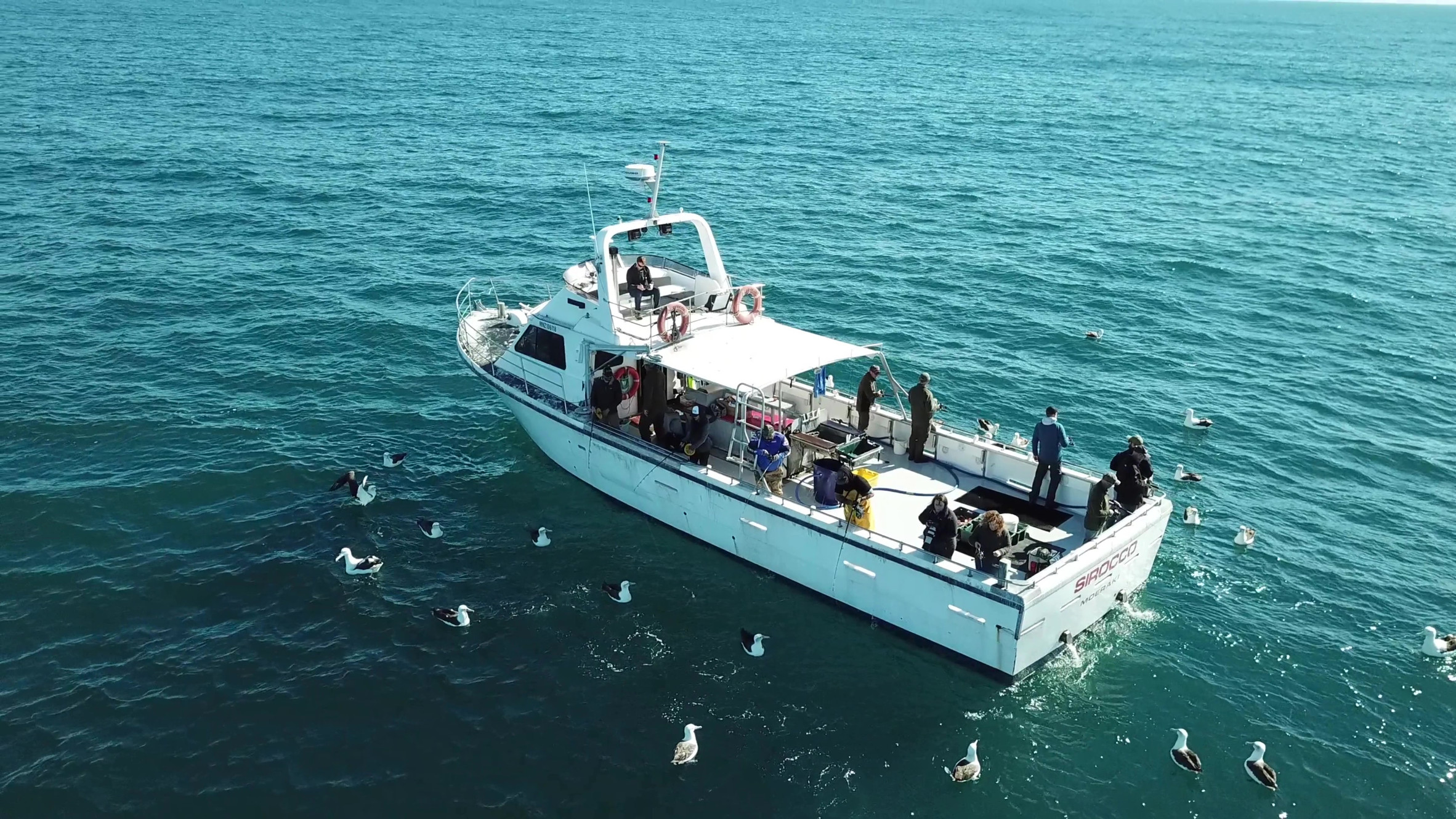 Dunedin Charters Ezifish Charters New Zealand Dunedin Charters Ezifish Charters New Zealand