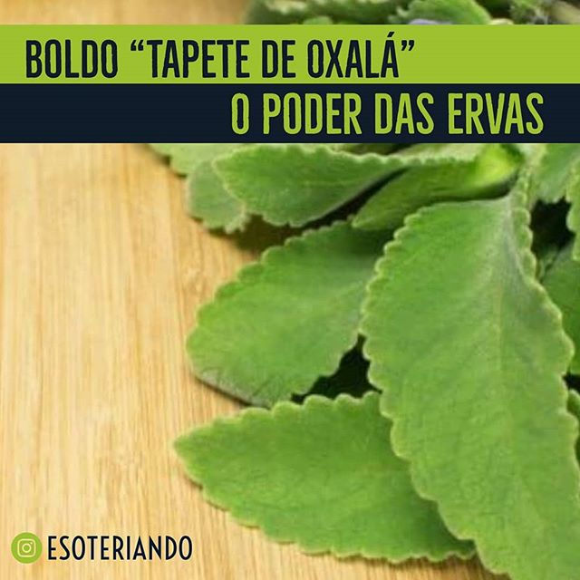 Para Que Serve O Chá De Espinho Cheiroso