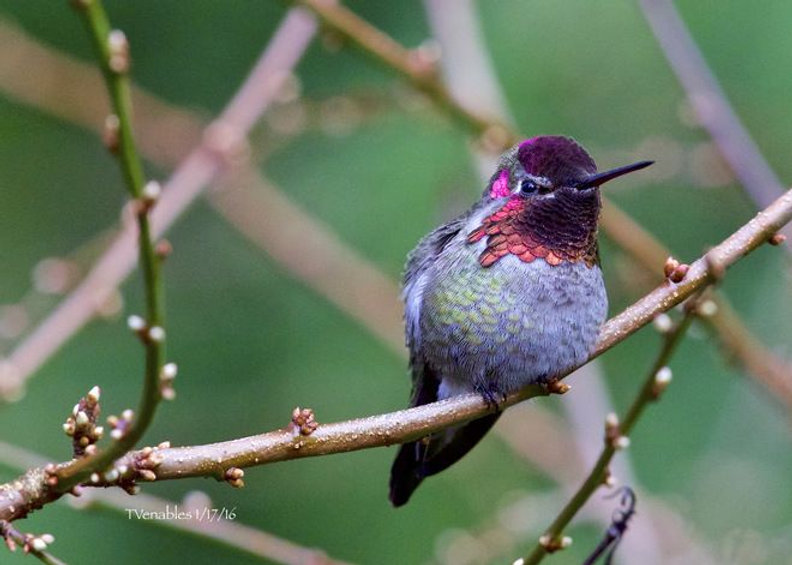 hummingbird.jpeg