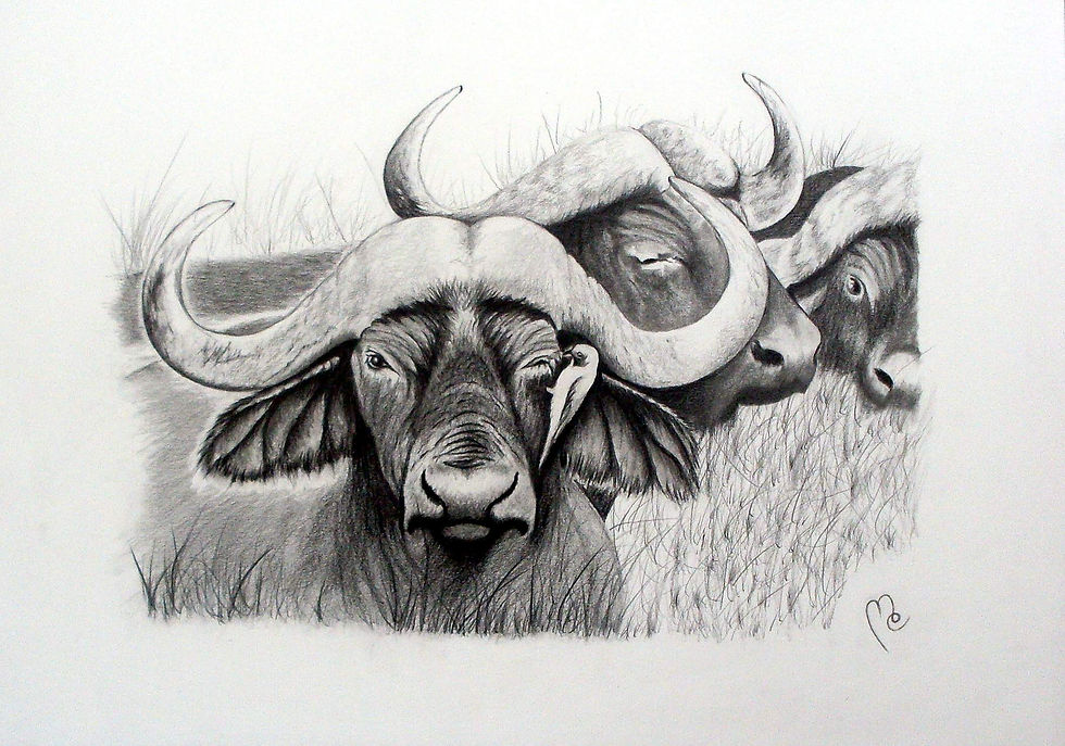 Büffelgesichter -Original in Graphit