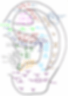 Acupuncture Ear Map