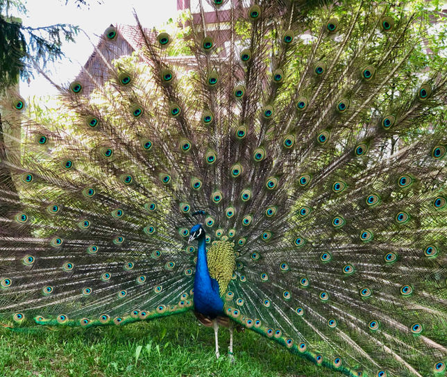 2-Pfau.jpeg