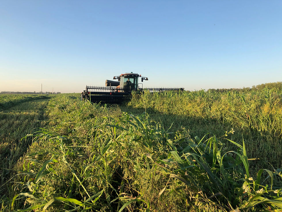 Full Season Cover Crop