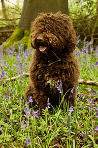 Bob - Spanish Water dog