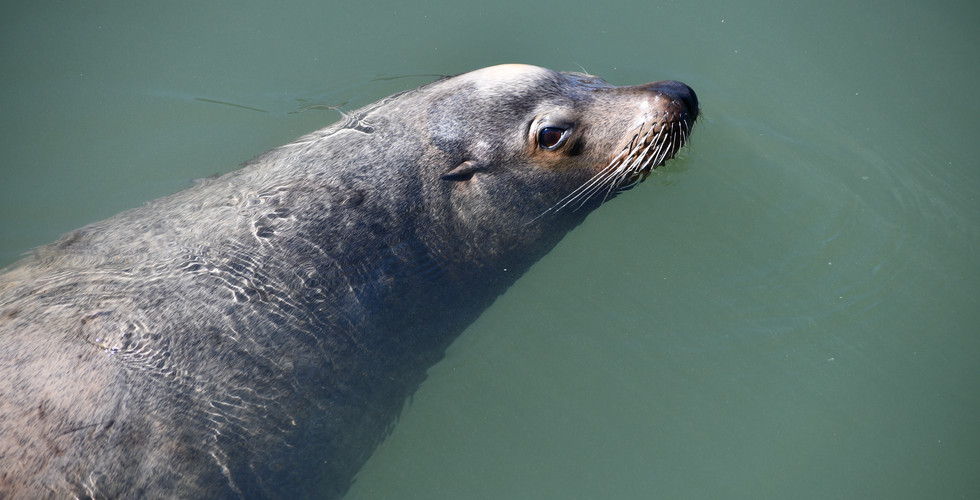 Sea Lion looking right at me!