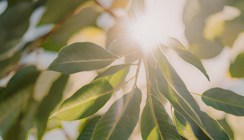 Green World ESG