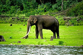 Kabini.jpg