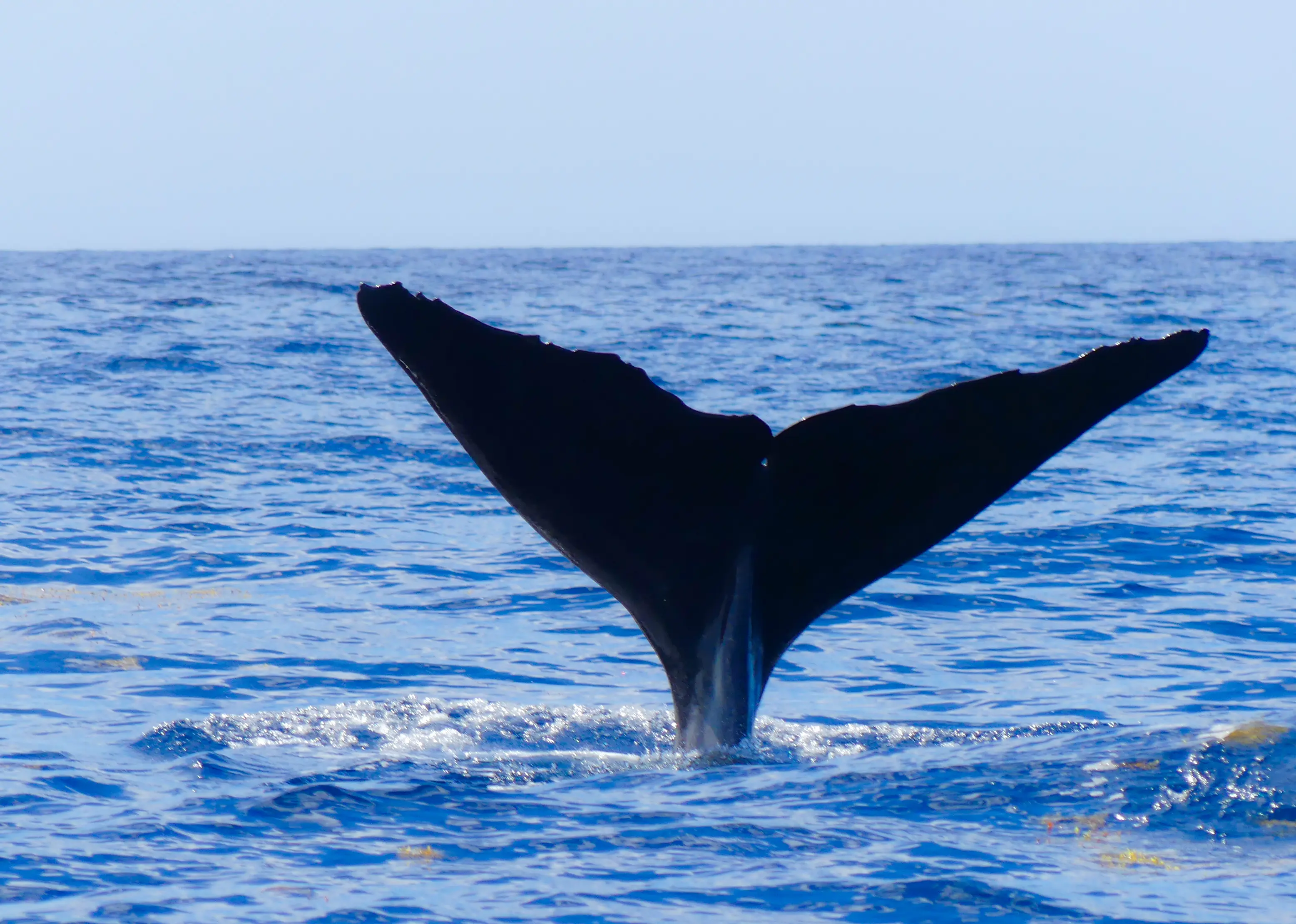  Sighting of a sperm whale in Guadeloupe