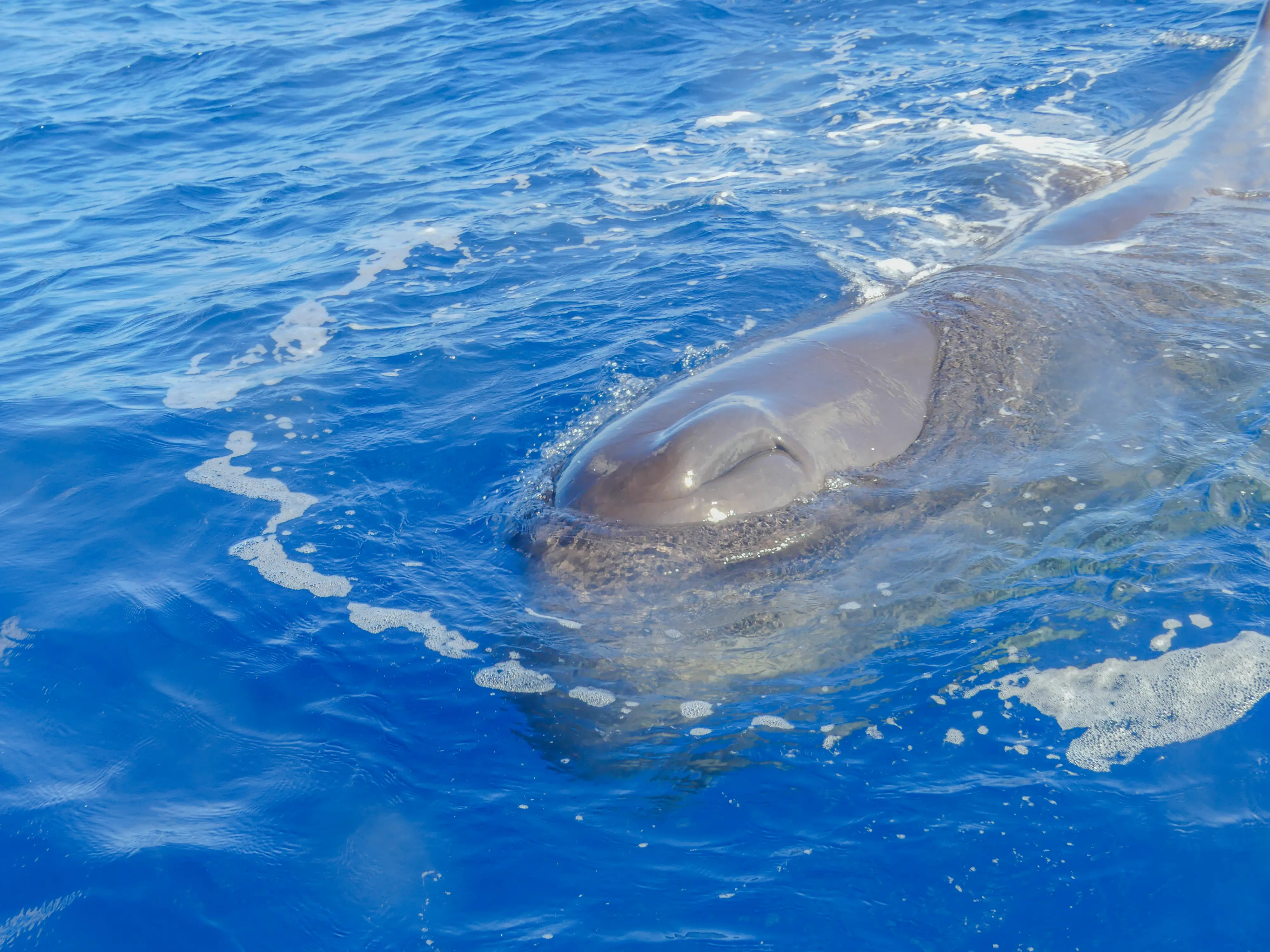A sperm whale approaches the boat with its engines stopped.