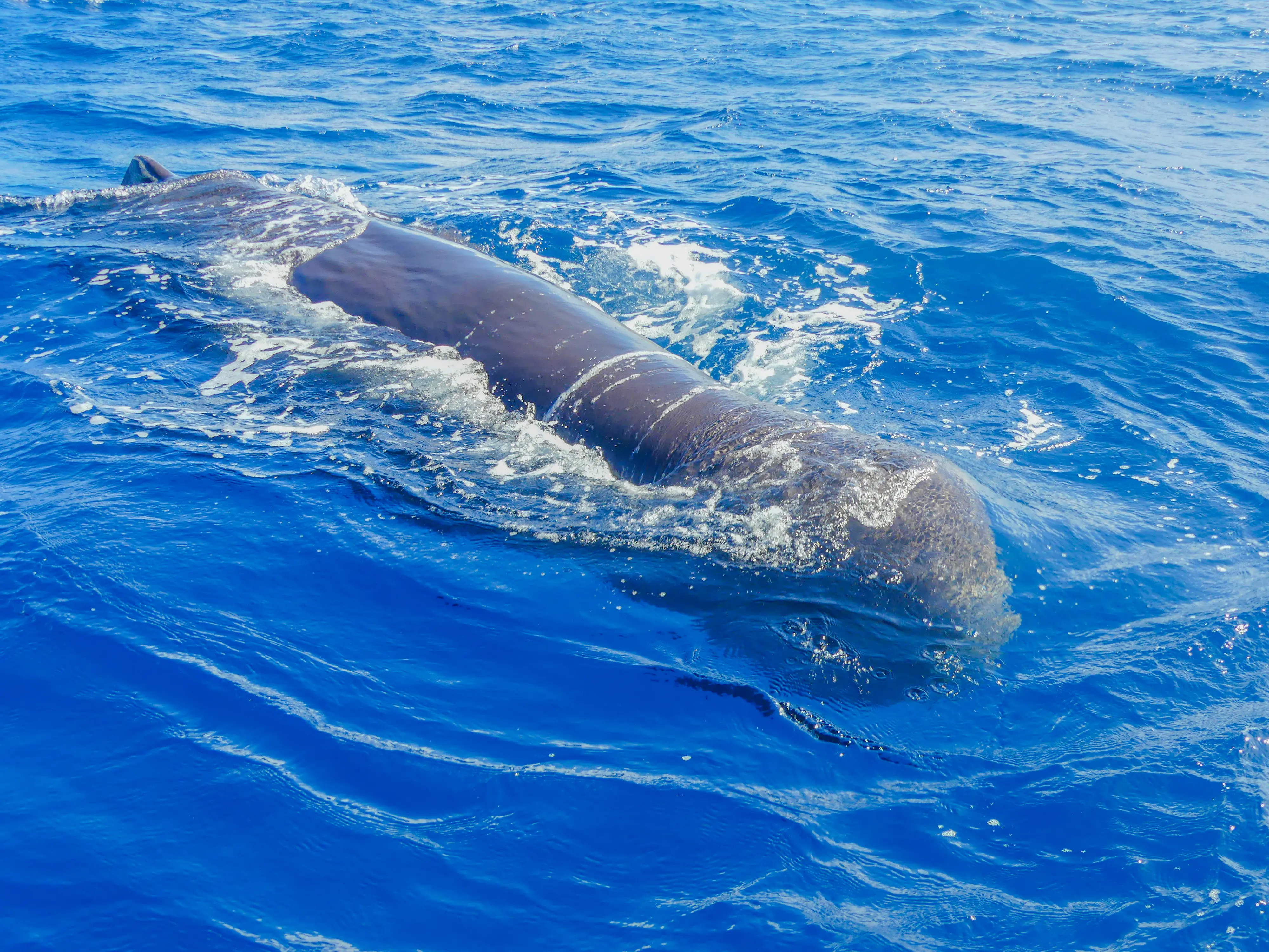 GRAND CACHALOT Physeter macrocephalus