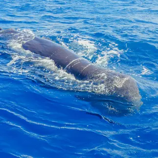 Sighting of a sperm whale in Guadeloupe
