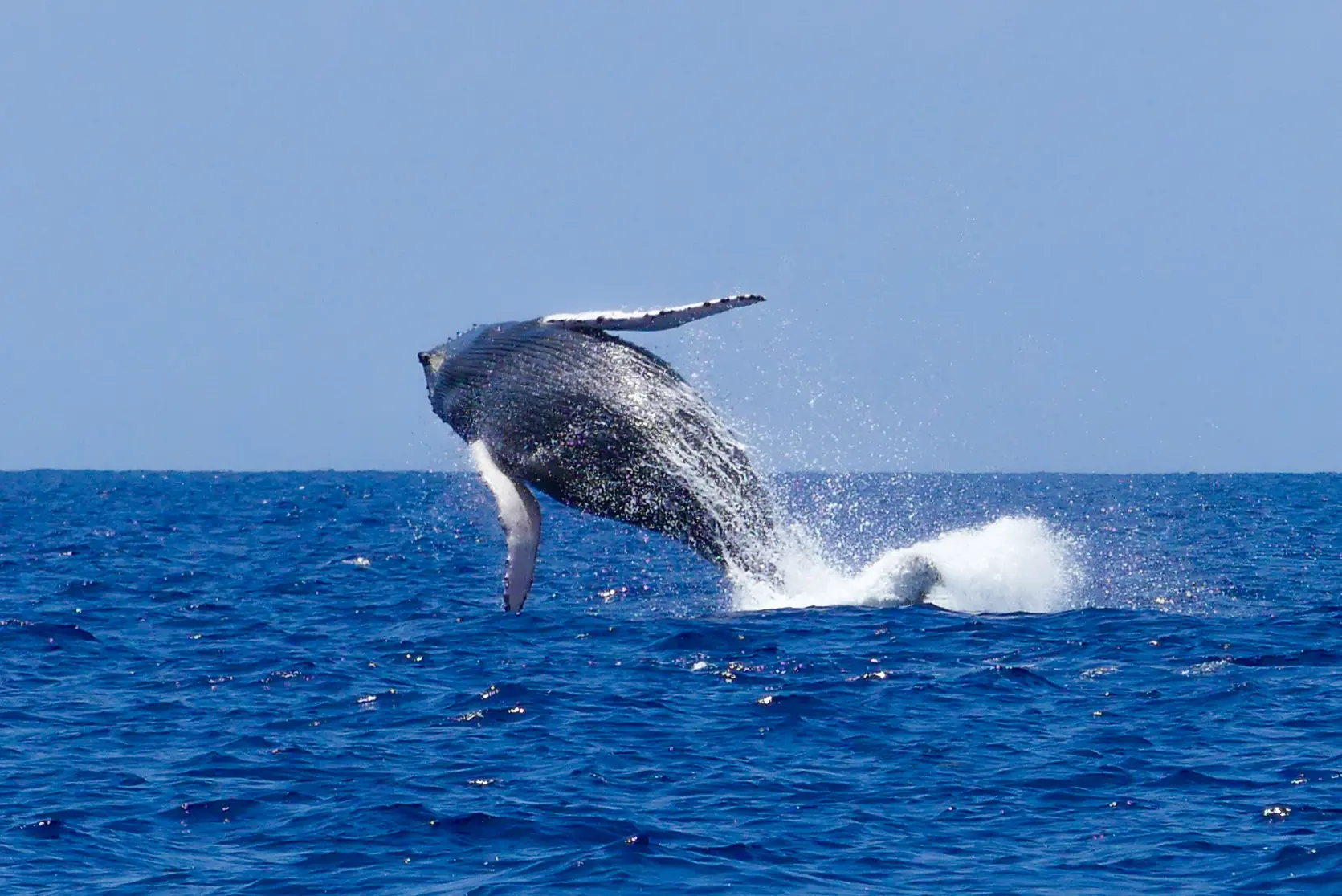 Breach d'une magnifique Baleine à bosse