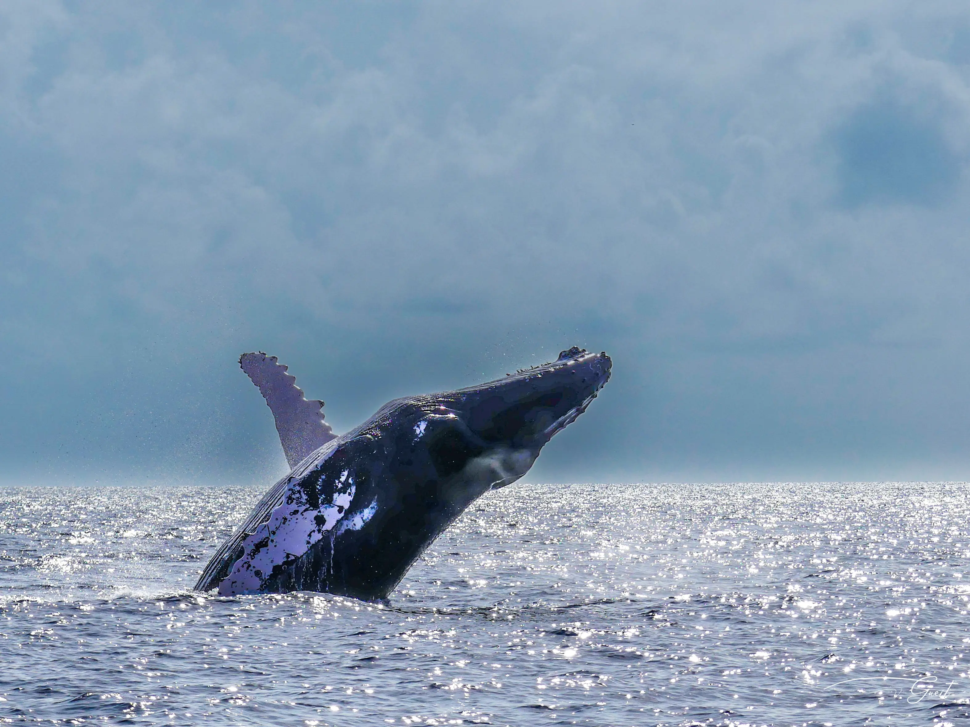 La caudale de la Baleine en Guadeloupe