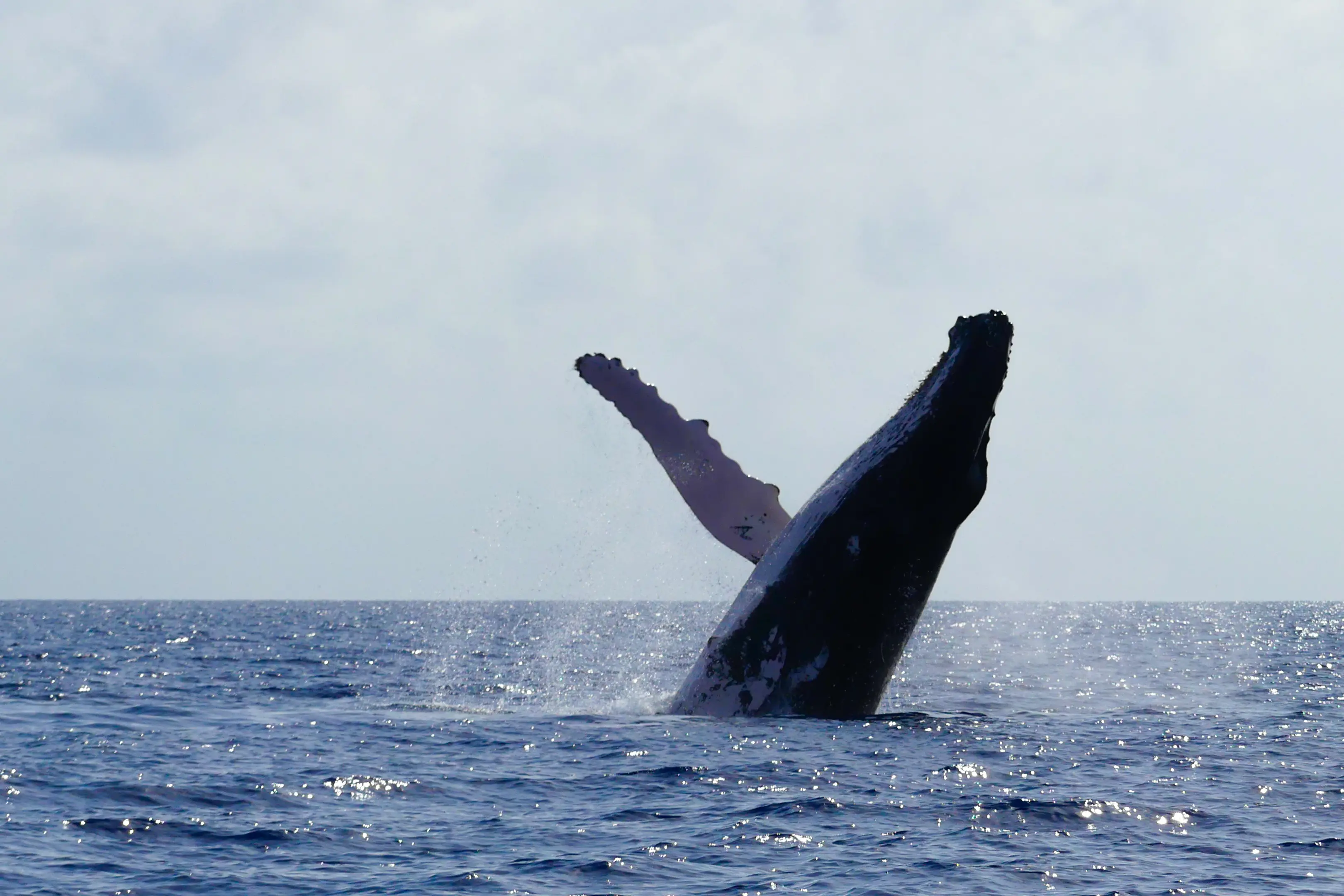 Saut d'une superbe Baleine en Guadeloupe 