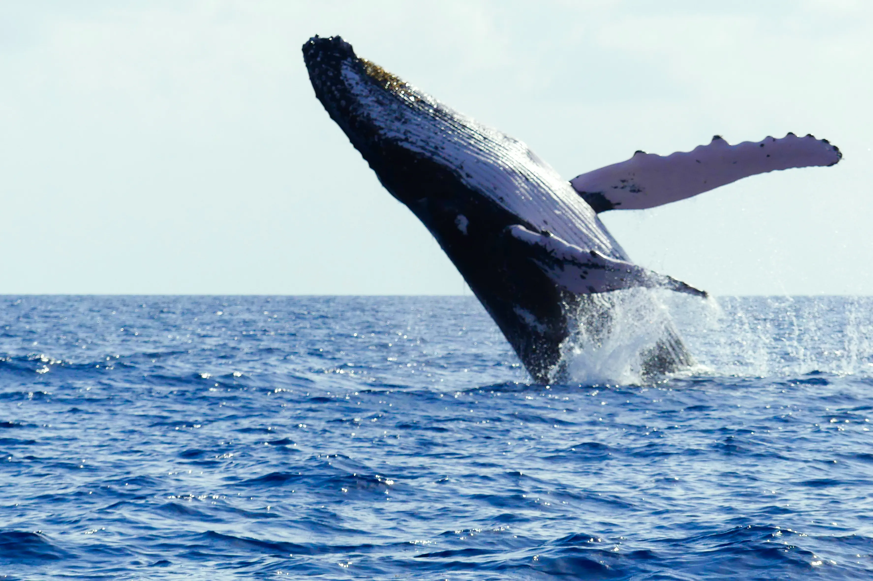 Encountering a humpback whale is an unforgettable memory in our hearts.