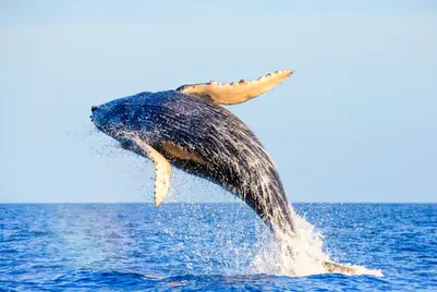 Baleine à bosse - Megaptera Novaeangliae