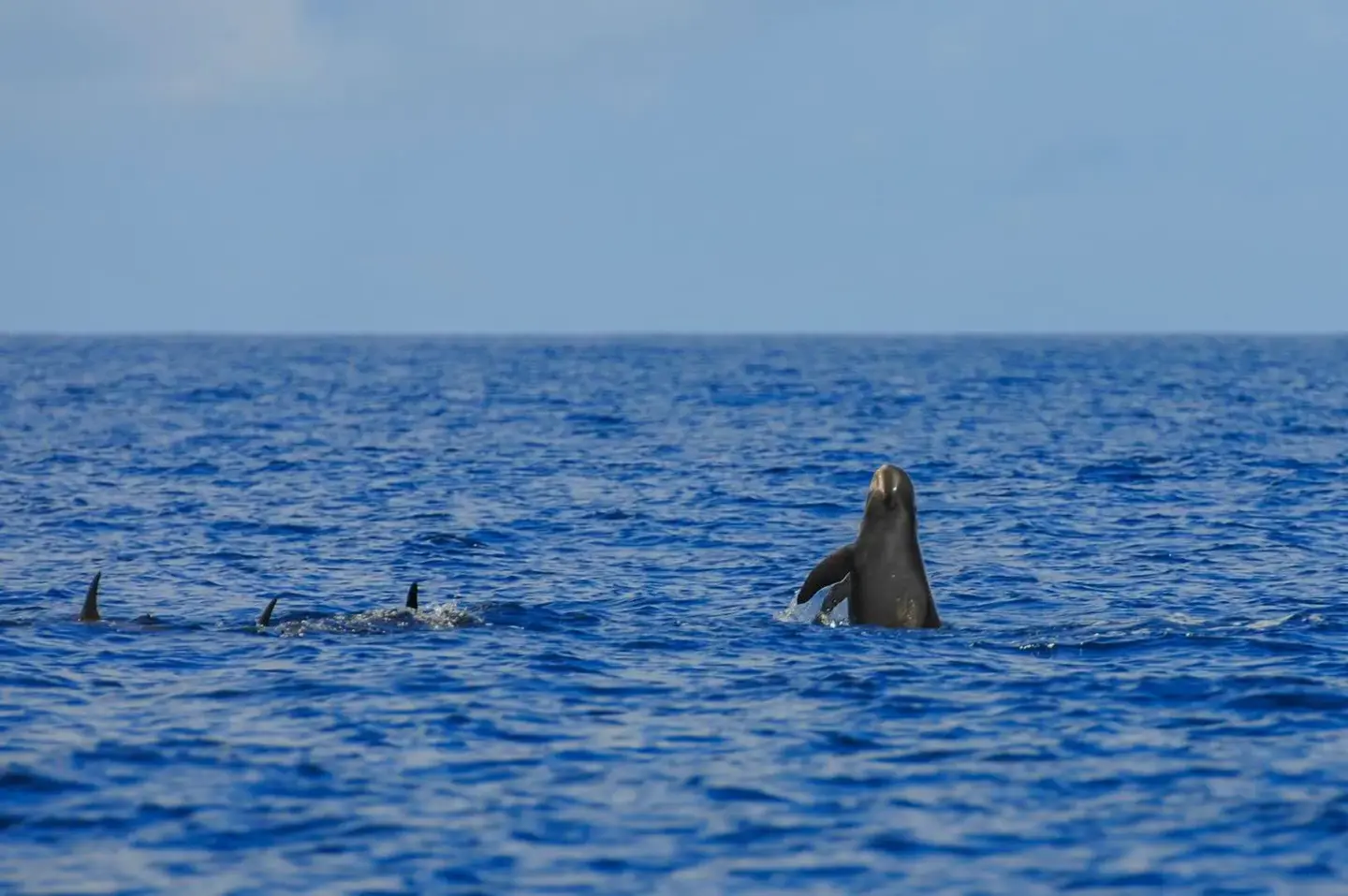 Orques Naine - Feresa Attenuata