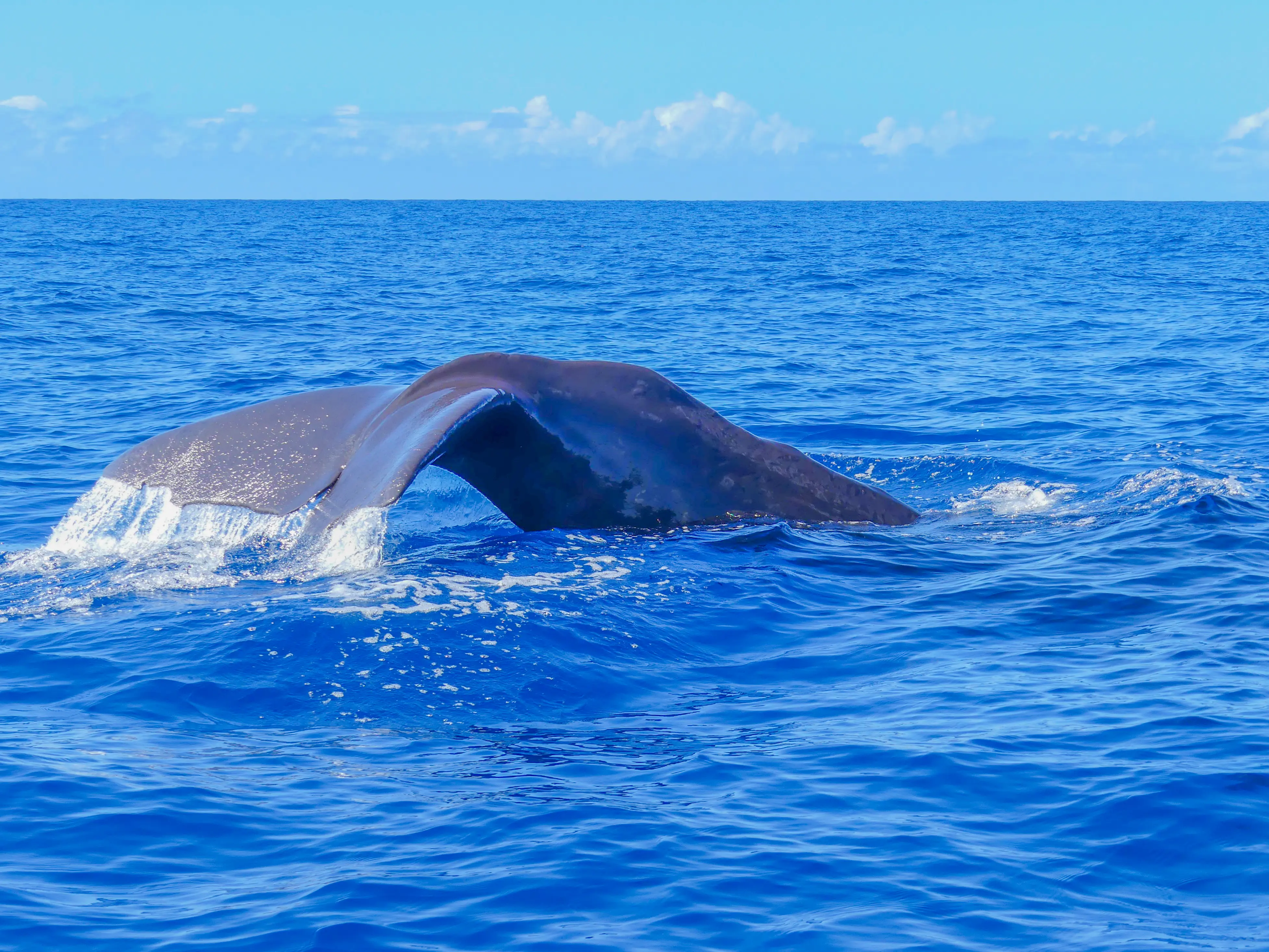 Sperm whale tail reaching the depths