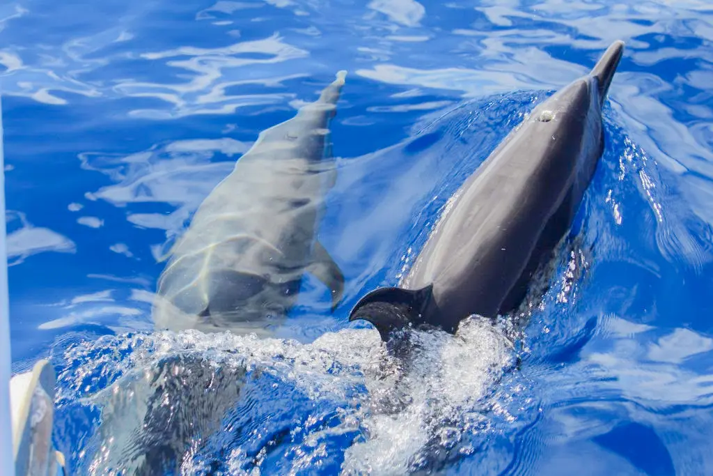 Rencontrer les dauphins en Guadeloupe est une expérience magique durant votre séjour