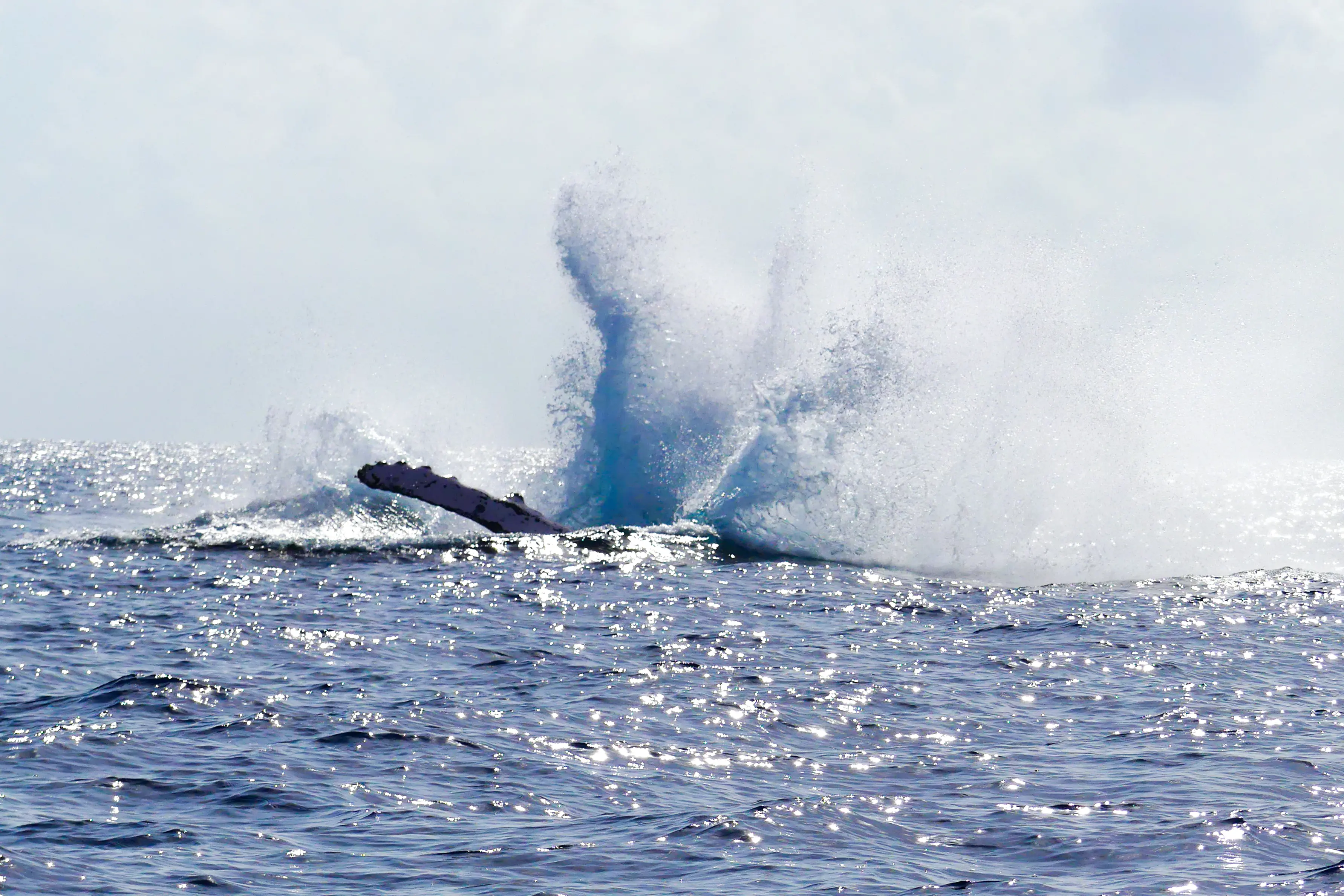 Saut d'une superbe Baleine à bosse