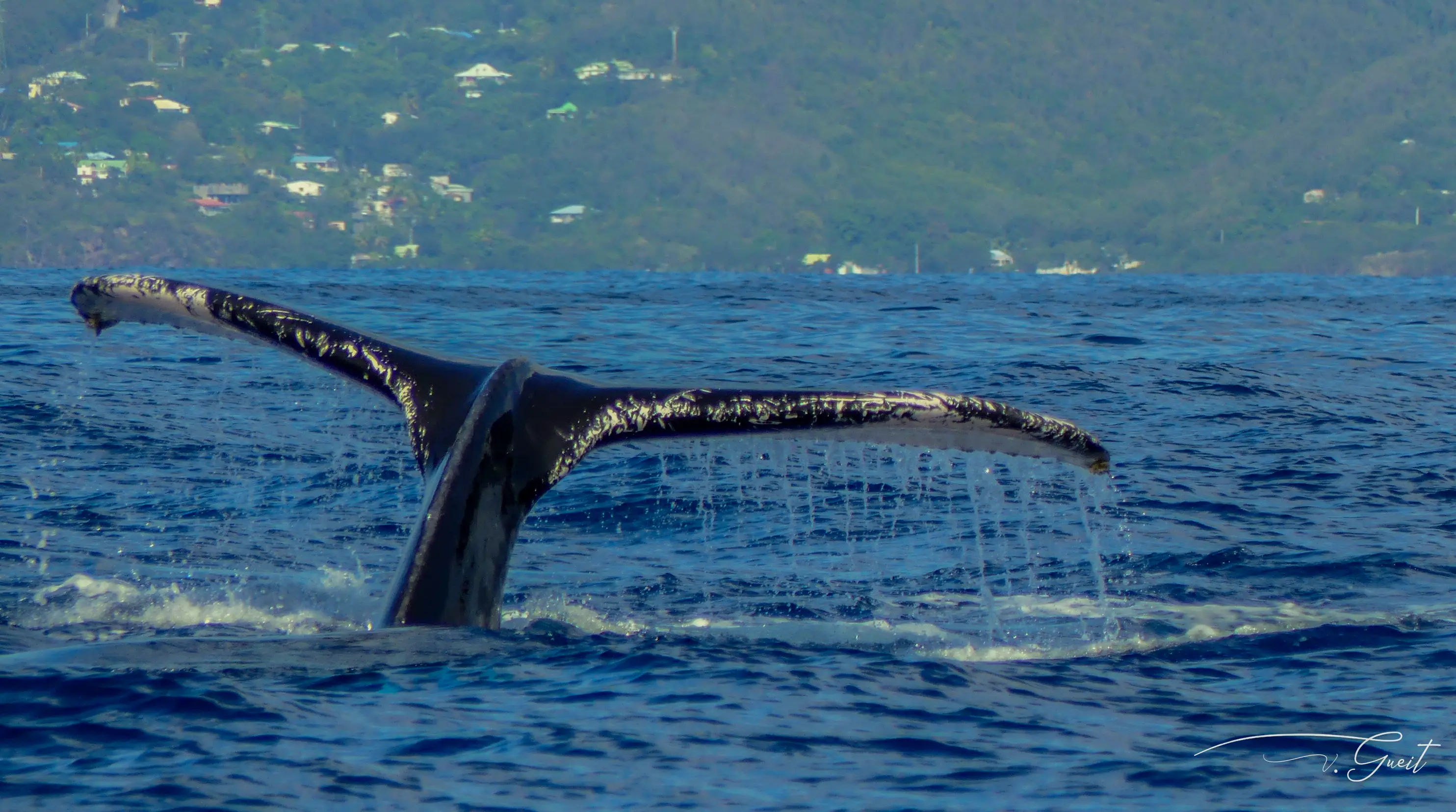 Caudale d'une Baleine en Guadeloupe