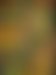 Ultimate Texas Roadhouse Style Pork Chops Recipe You Need to Try