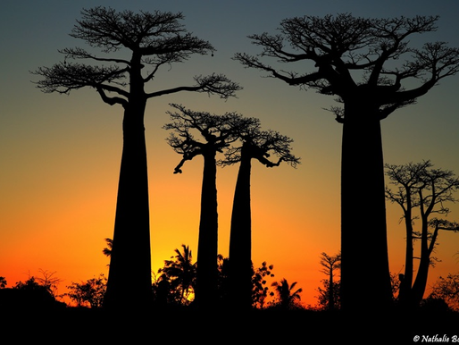 Feux de brousse à Madagascar : l’Allée des Baobabs sauvée de justesse des flammes
