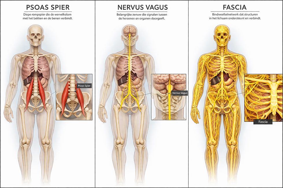 Drieluik van het menselijk lichaam met anatomische weergave van de psoas spier, nervus vagus en fascia netwerk, inclusief detailinsets van elke structuur.