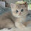 Thumbnail: British Shorthair Lilac Golden Shaded