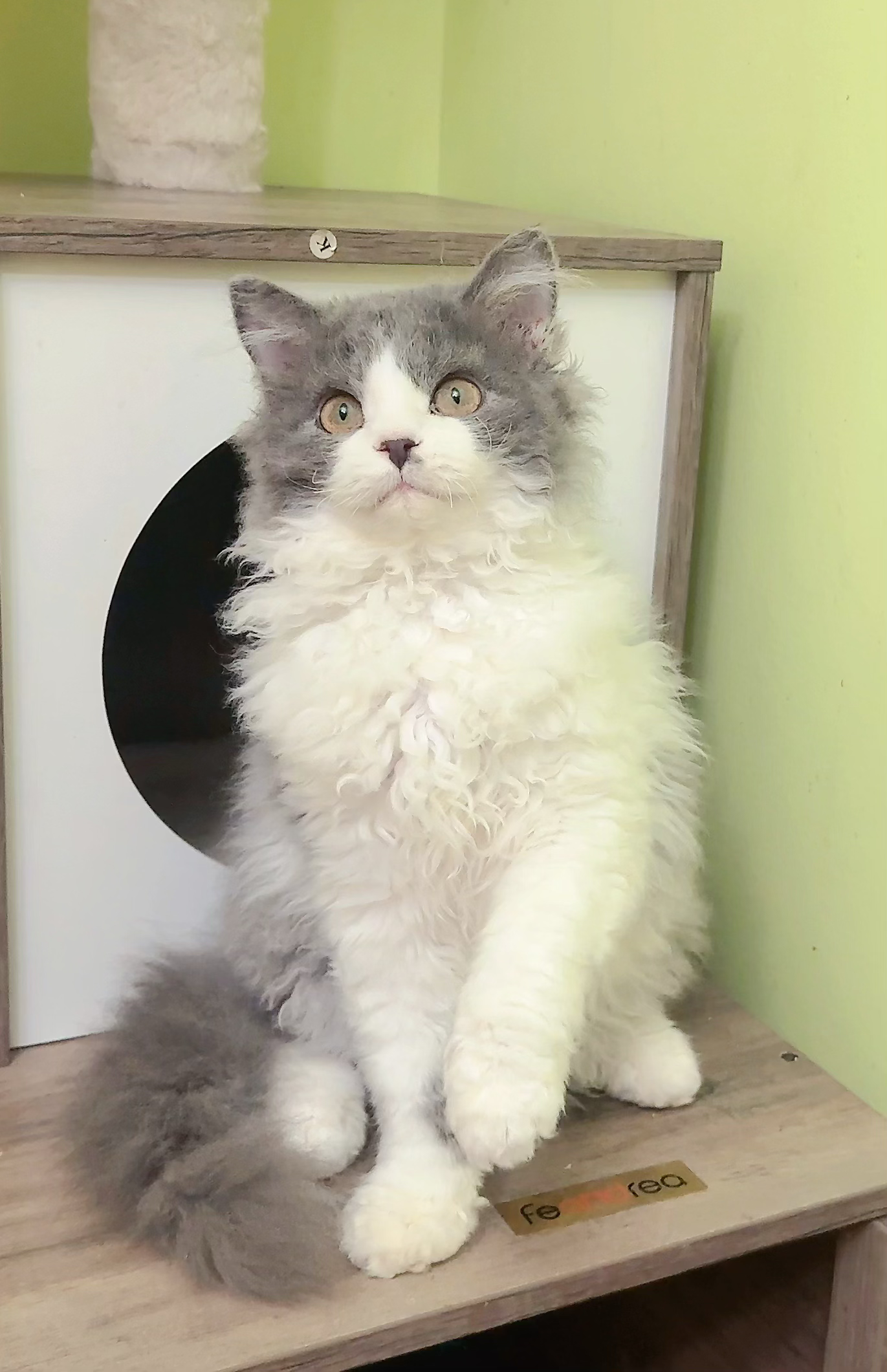 Longhair Selkirk（LA）