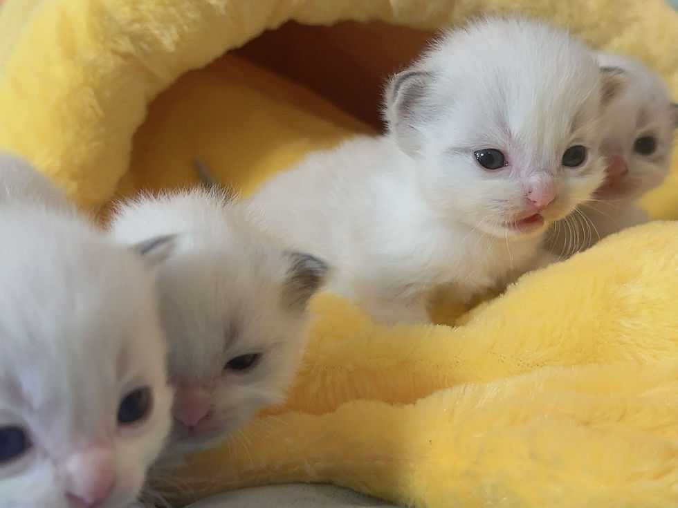 縮圖：Kitten reservation