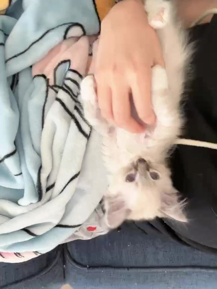 縮圖：Sweety