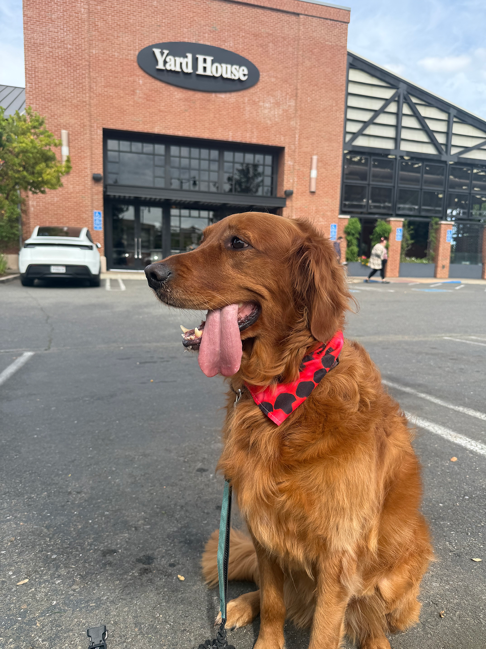 Gibson in front of Yard House
