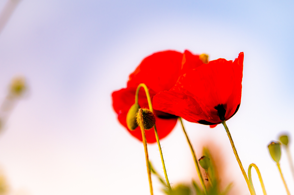     Red poppy flower symbolizing remembrance and honor for Memorial Day.