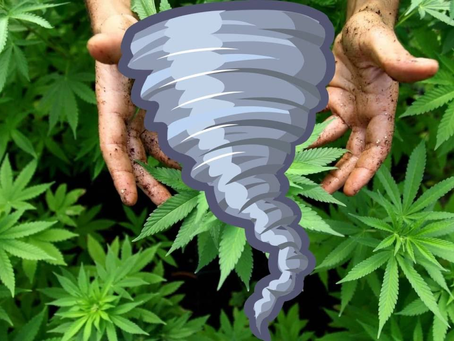 300 mph winds rip through 50 acres of marijuana.