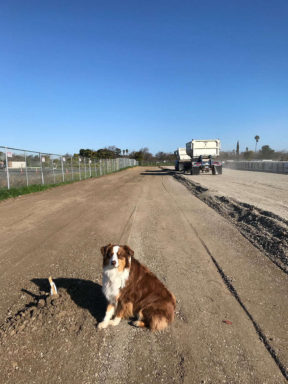 Job Dog
