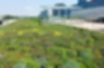 green roof installation