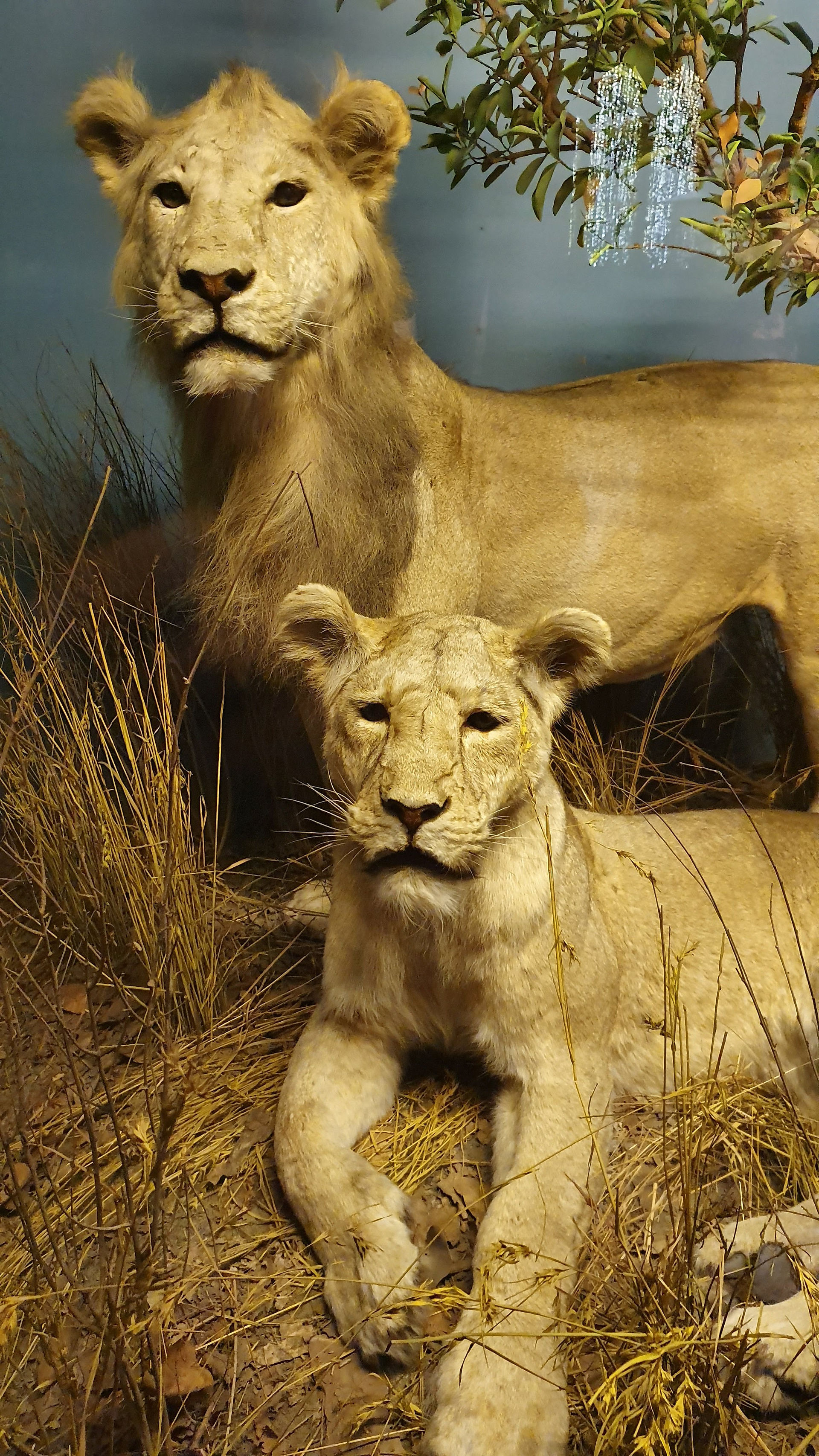 Museum of Natural History