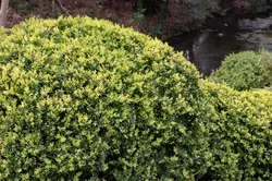 Variegated Boxwood
