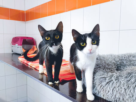 Über 120 Katzen suchen ein Zuhause: Martell und Loella im Fokus
