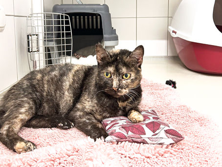 Oldie Miraya: Charmante Seniorin sucht ruhiges Zuhause