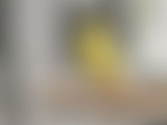 Tapferer Wellensittich Medin sehnt sich nach Gesellschaft