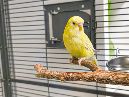 Tapferer Wellensittich Medin sehnt sich nach Gesellschaft