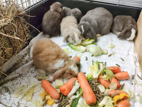 Ausgesetzte Kaninchen