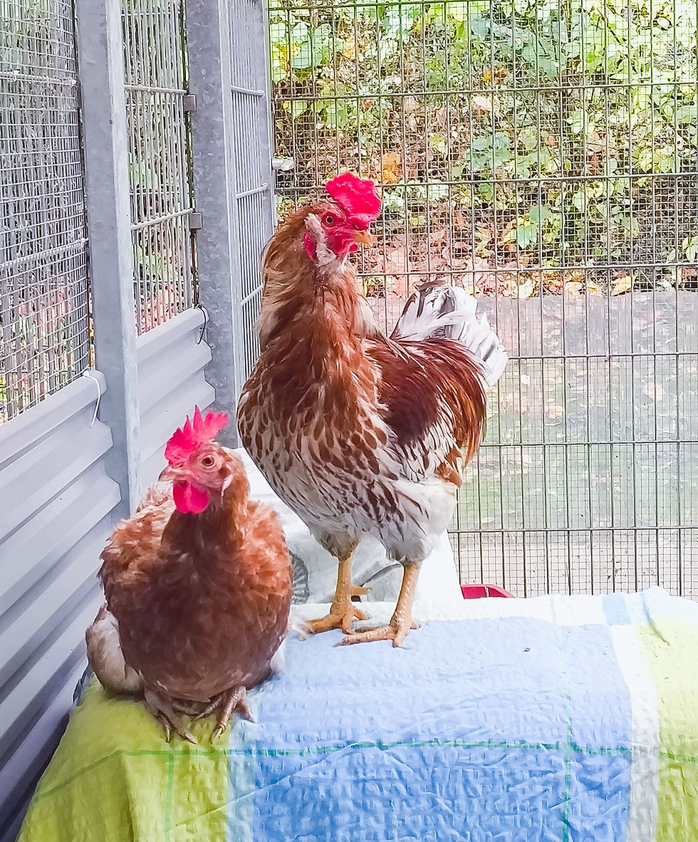 Harald und Desiree: Zwei gerettete Hühner suchen liebevolles Zuhause
